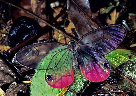 Tropical Rainforest Butterflies
