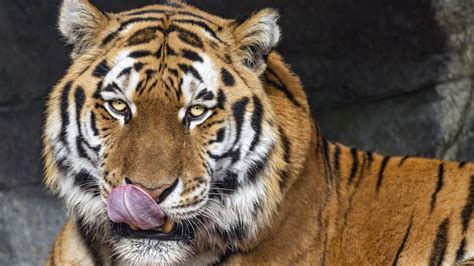 Download Wallpaper 1920x1080 Tiger Protruding Tongue Animal Big Cat