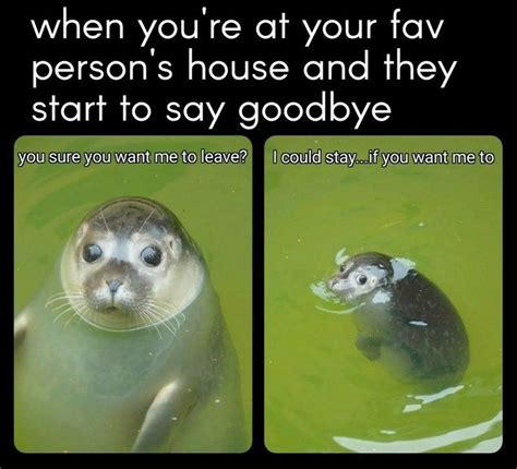 Good Vibes Only 25 Wholesome Animal Memes In 2021 Animal Memes