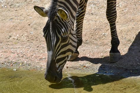 Plains Zebra The Maryland Zoo