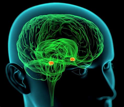 Amygdala In The Brain By Roger Harris