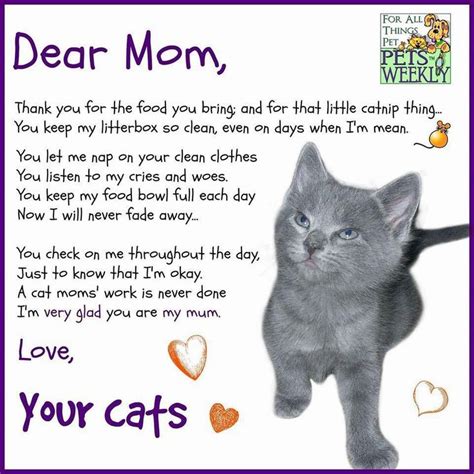 It's national pet day, so what better way to celebrate how much you love your dog and adore your cat than to share these funny pet memes and relatable quotes about pets. 132 Best images about CAT QUOTES AND SAYINGS on Pinterest ...