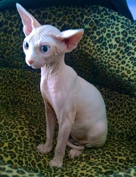 Sphynx Kitty Hairless Cat Cats And Kittens Cute Cats