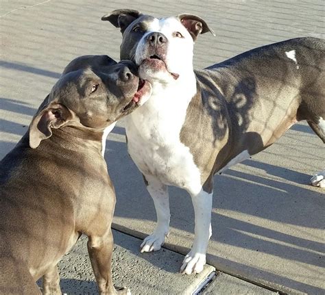 Whether You Call Them Pibbles Pitties Or Pitbulls These Dogs Sure