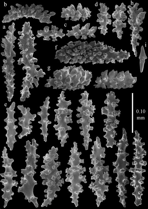 Sclerites Of Melithaea Japonica Bmnh 1946114207 A Point Spindles B