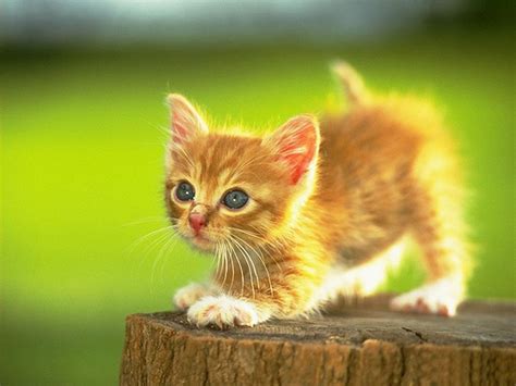Adorable kitten stock photos and images (98,822). Adorable lil' Kittens - Cute Kittens Photo (9781745) - Fanpop