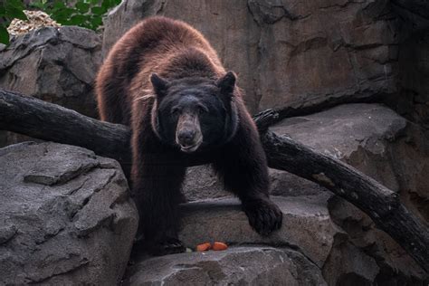 Recycle Your Holiday Lights At The Zoo To Save Wildlife The Houston Zoo