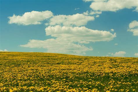 Spring Flowers Dandelions With Blue Sky Stock Photo Image Of Grower
