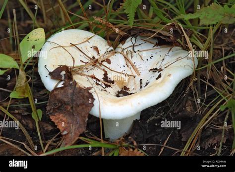 Lactarius Vellereus Or Lactarius Piperatus Is Large White Gilled Edible