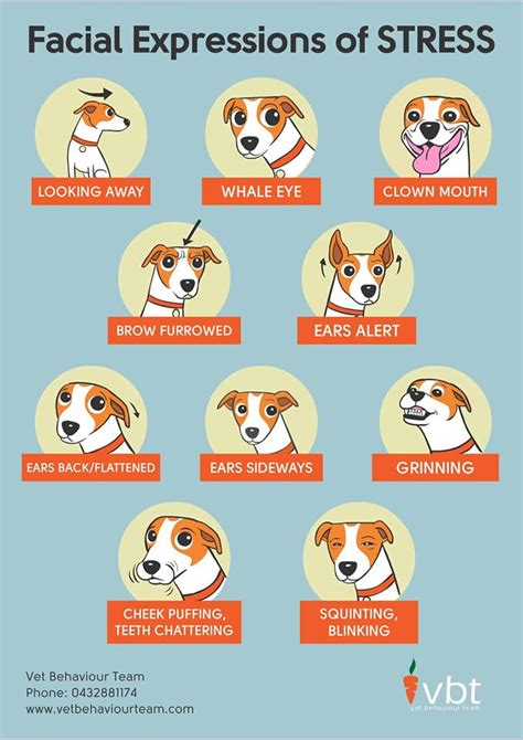 How To Prevent Dog Bites By Knowing The Signs Of Stress