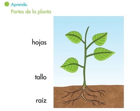 El Blog De Segundo Las Plantas Ii