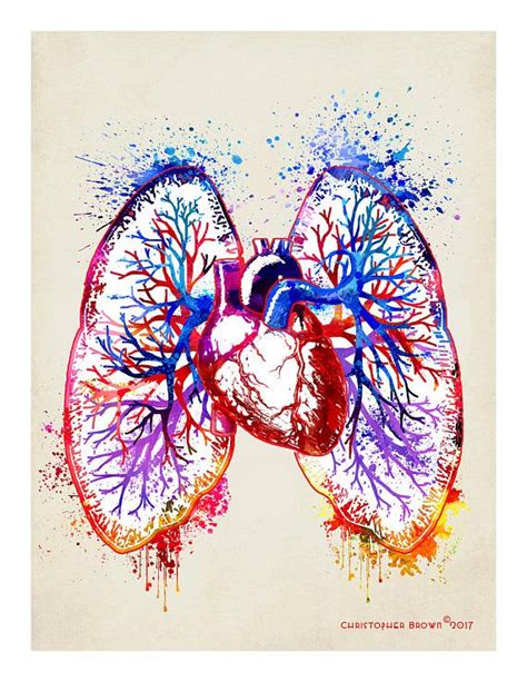 The Human Heart And Lungs Are Painted In Bright Colors With Splatters On It