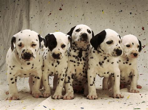 Very Cute Dalmatian Puppy Pictures And Photos