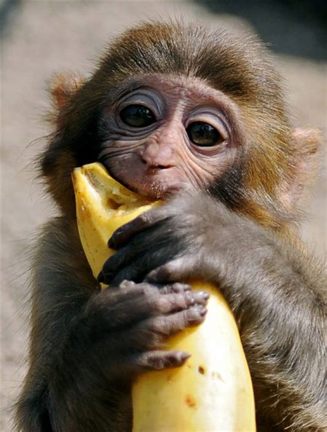 Funny Monkey With Banana Photos 2013 Funny And Cute Animals