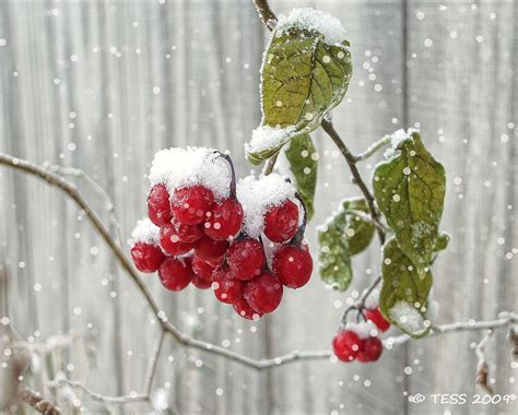 Photography Winter Berries Photo Snow Berries Winter Etsy Christmas