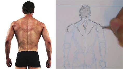 Figure Drawing Muscles Male Back Youtube