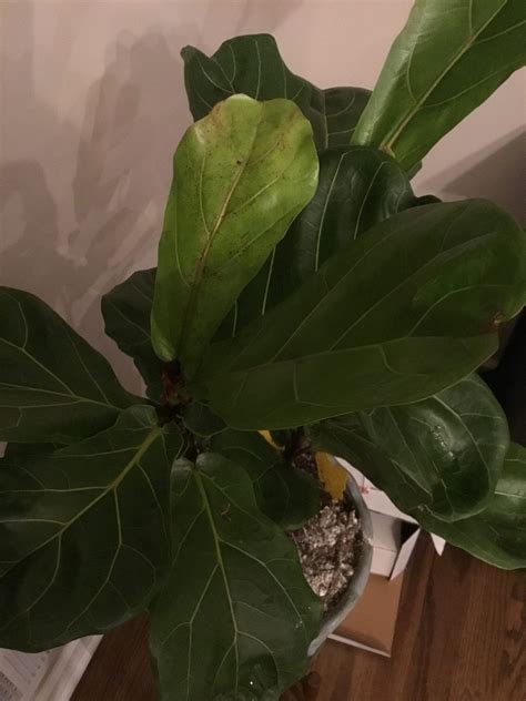 Pests The Fiddle Leaf Fig Plant Resource