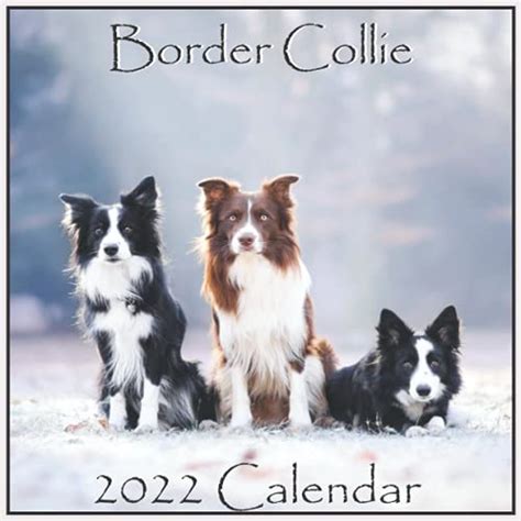 Border Collie Calendar 2022 Border Collie Calendar 2022 85x85 Inch