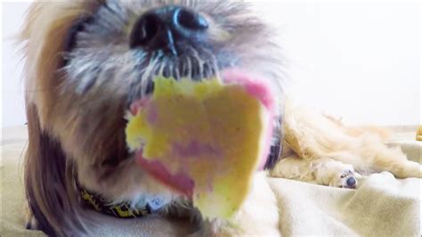 Dog Licks Peanut Butter Off A Gopro Asmr Youtube