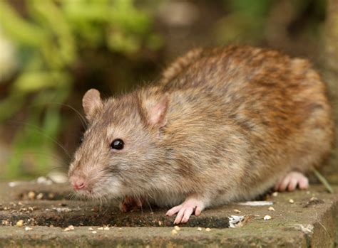 Frische kotspuren sind ein untrügliches kennzeichen für ratten im garten. Ratten vertreiben und vorbeugen: Tipps | Schädlinge | Garten