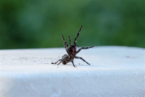 The Sydney Funnel Web Spider World S Deadliest Spider Practical