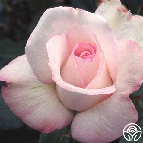 Sheer Bliss Rose Hybrid Tea Very Fragrant Heirloom Roses