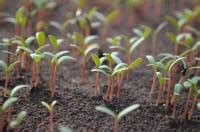 They need the right amount of light, the correct temperature and the correct amount of moisture. Do Seeds Need Light To Germinate? (Which Ones Do ...