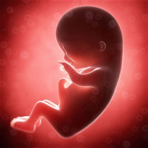 12th Week Of Pregnancy Symptoms And Babyfetus Development