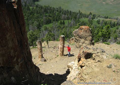 Petrified Tree Yellowstone Trail William Kaufman