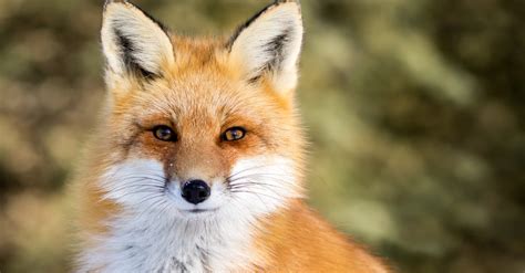 Red Fox Vulpes Vulpes Incredible Facts A Z Animals
