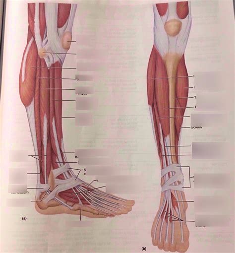 Muscles Of The Anterolateral Aspect Of The Right Leg Diagram Quizlet