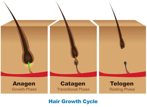 Womens Hair Loss 101 Hair Follicle Structure And Hair Growth Cycle