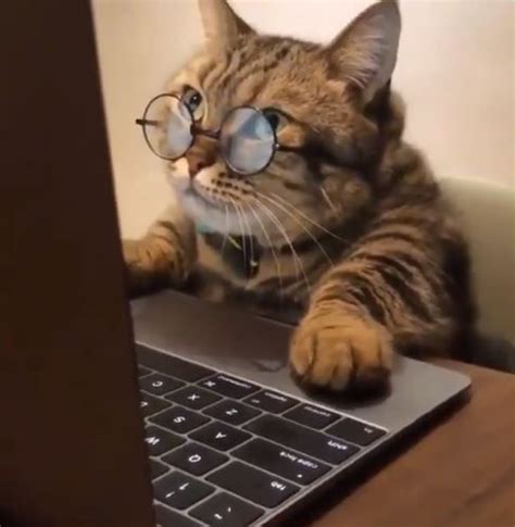 This ginger cat who definitely likes palm leaves. Computer Cat | Fotos de animais engraçados, Memes de ...