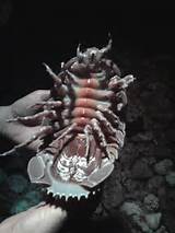 Pictures of Sea Cockroach