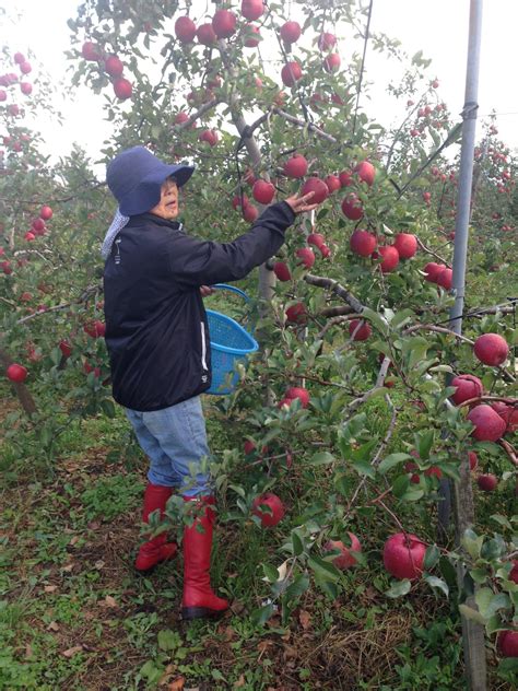 Shinano Sweet Apples Seconds Not Organic 5 Kilo Box Nagano Naturally