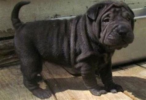 Shar Pei White And Blue Chinese Shar Pei Puppies Available Dogs For