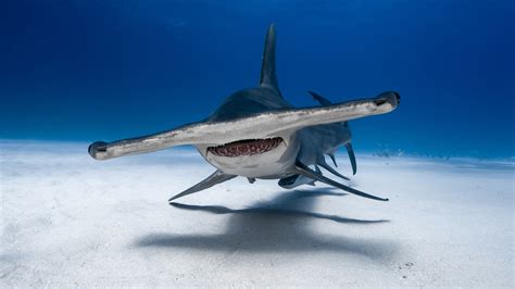 Where To Dive With Hammerhead Sharks Zublu