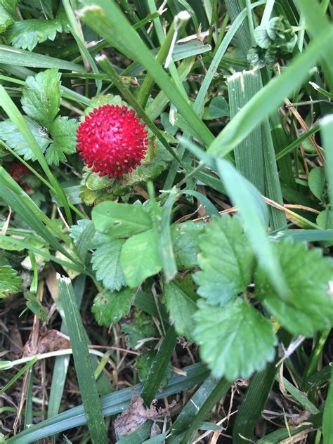 Edible Plants In The Wilderness Wild Strawberry