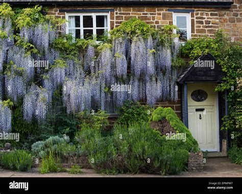 Cottage Covered In Wisteria Floribunda Flowers In Adderbury