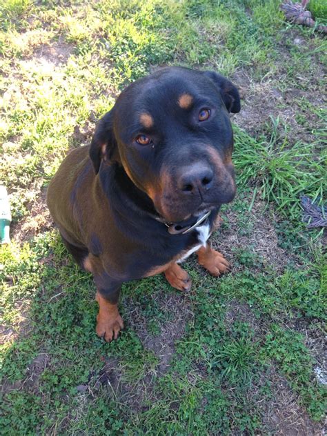 Boerboel vs rottweiler | rottweiler vs boerboel | powerful guard dog? Mastweiler (Rottie x Mastiff) :) | Rottweiler mix puppies ...