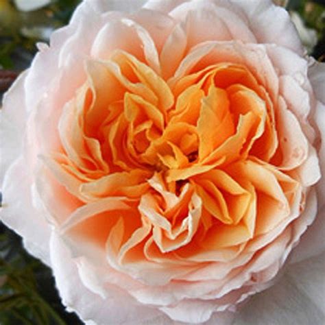 Ginger Syllabub™ Climbing Roses Roses Heirloom Roses Climbing