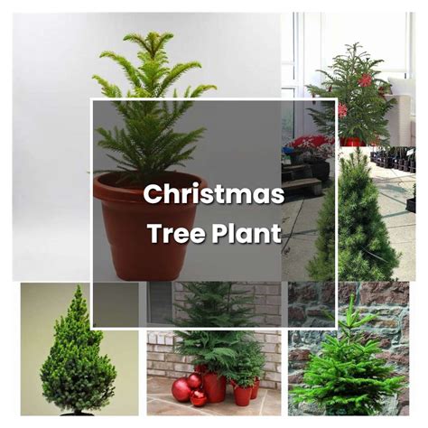 How To Grow Christmas Tree Plant Plant Care And Tips Norwichgardener