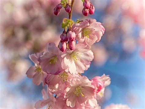 Free Picture Branch Flora Nature Cherry Tree Flower Tree Pink