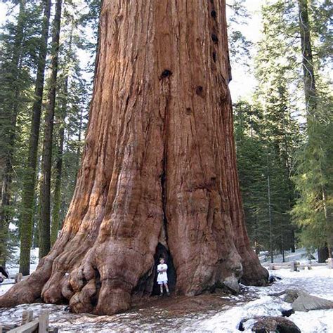 20 Coast Redwood Seeds Giant Sequoia Sempervirens Garden And Patio Tree