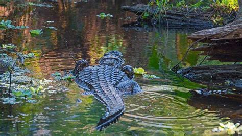 Floridas Alligator Hunting Season Starts Wednesday