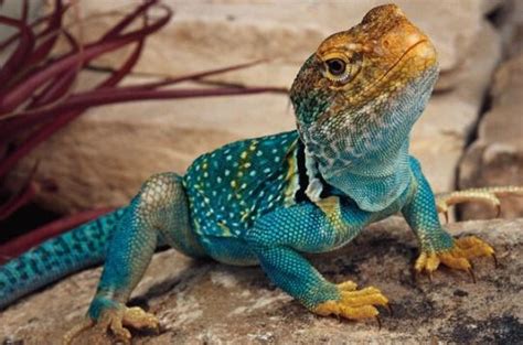 Fluffytherapy Reptiles Pet Colorful Lizards Lizard