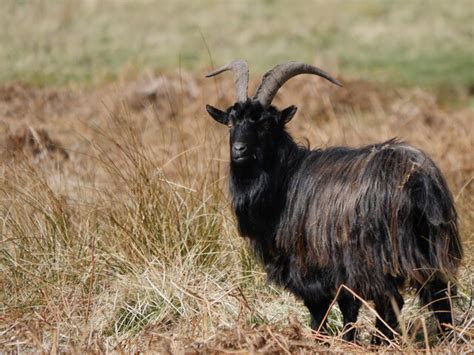 Cheviot Feral Goat By The Heatherhope © James T M Towill Geograph
