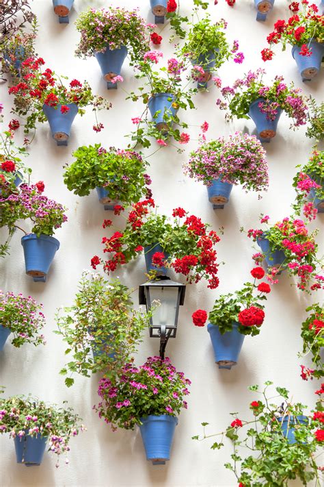 Both of these flowers appeared on the streptocarpus this occurs as biochemical changes take place to change cellular differentiation of leaf, bud and stem tissues into tissue that will grow into the. How to: grow amazing geraniums