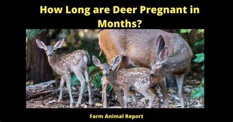 43 States How Long Are Deer Pregnant 2024 Deer How Long Are
