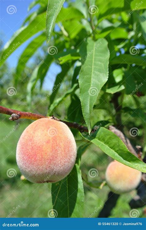 Semi Ripe Yellow Peaches On The Tree In An Orchard Stock Photo Image